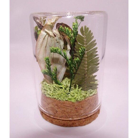 Cicada June Bug Snail Shell Luna Moth Wing Dried Flowers Oddity Jar taxidermy - Picture 14 of 14